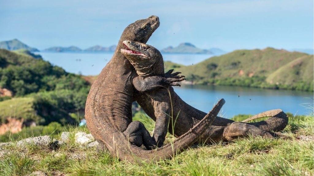 Komodo Tour