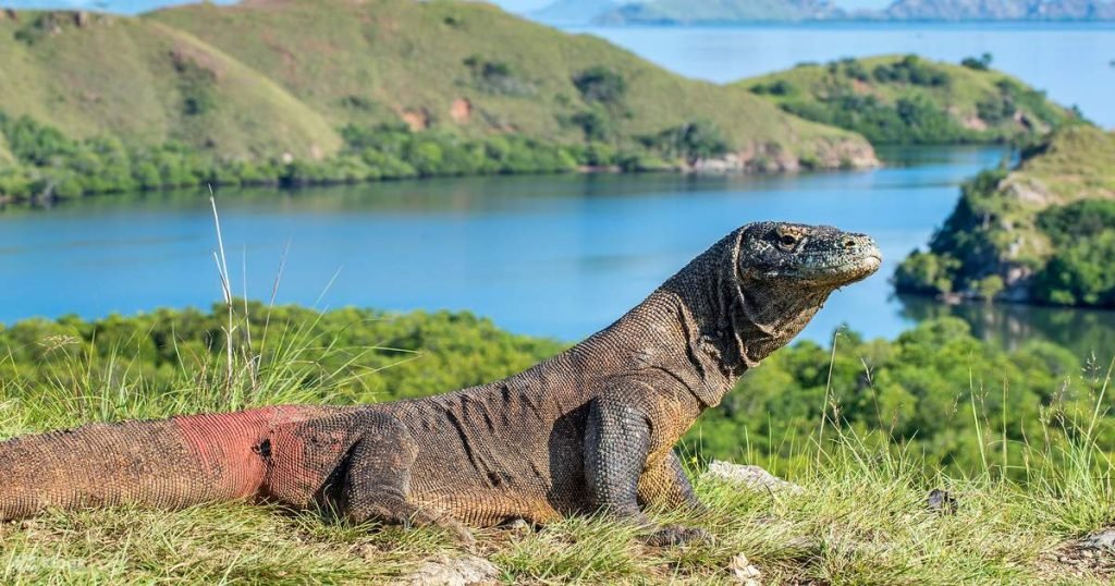 Shared Komodo Boat Tour