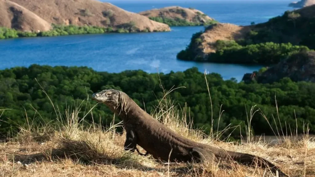 Private Komodo Tour