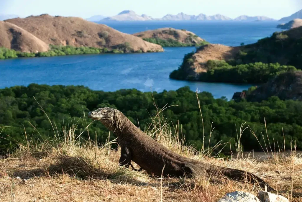Best Time to Visit Komodo