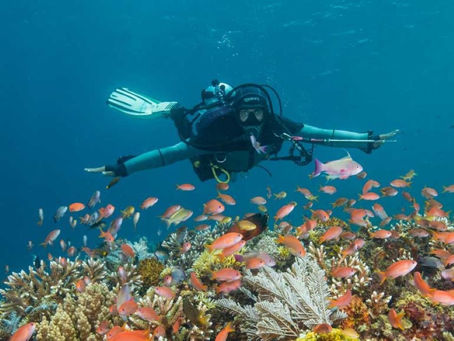 Komodo diving liveaboard