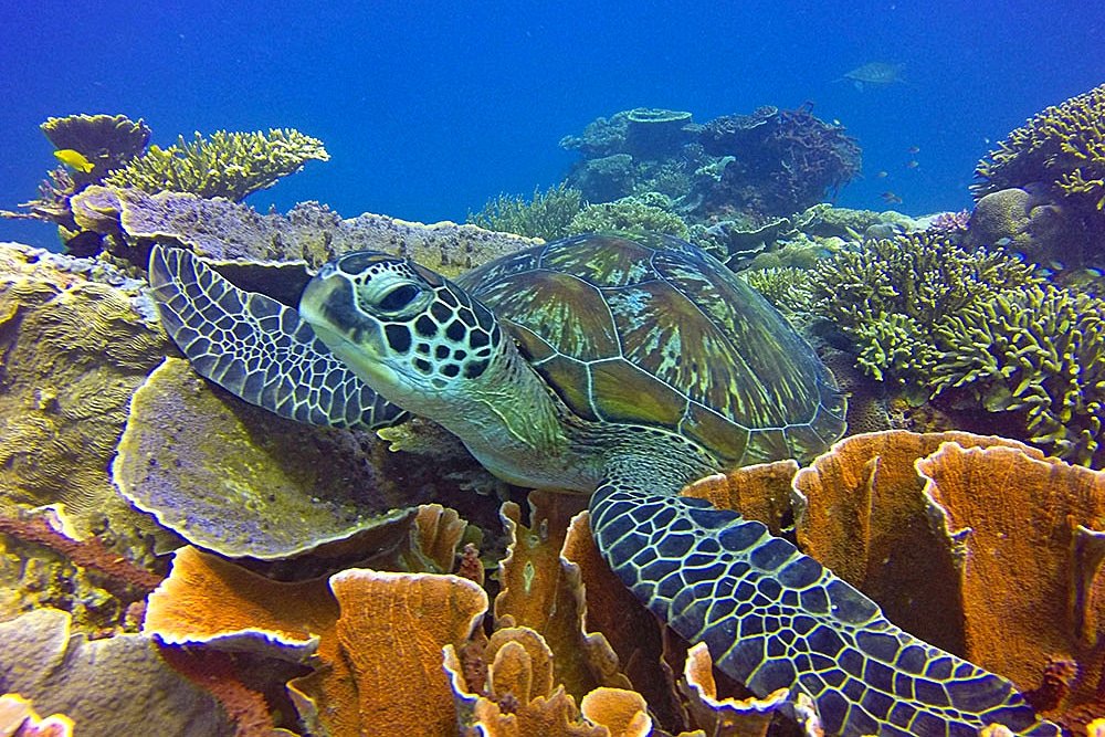 Komodo Scuba