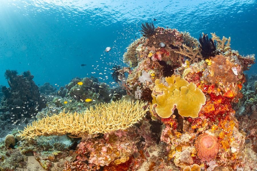 Luxury Phinisi Liveaboard Komodo