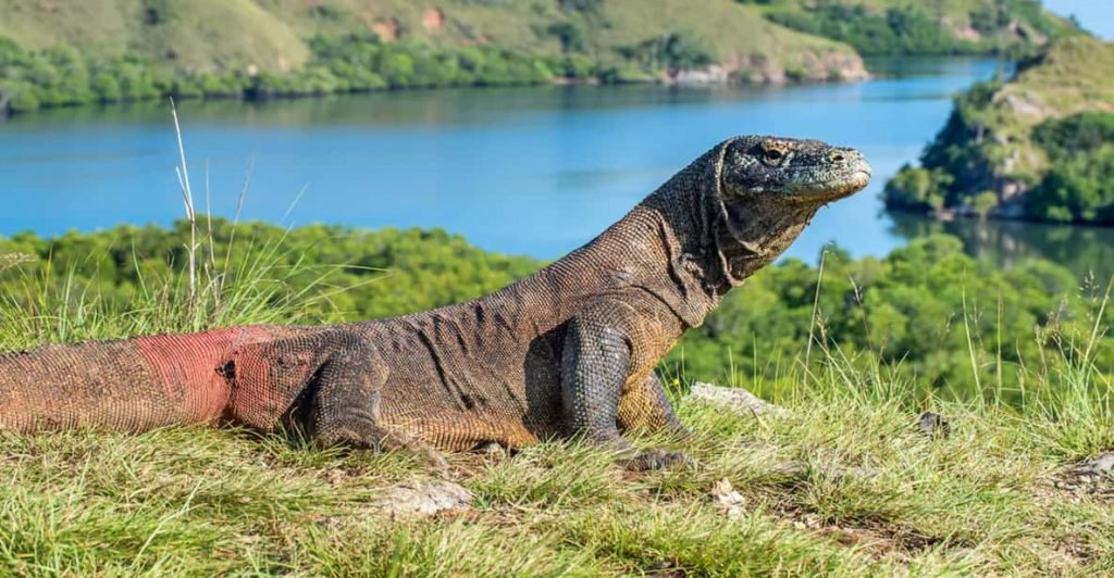Is Komodo Island Dangerous