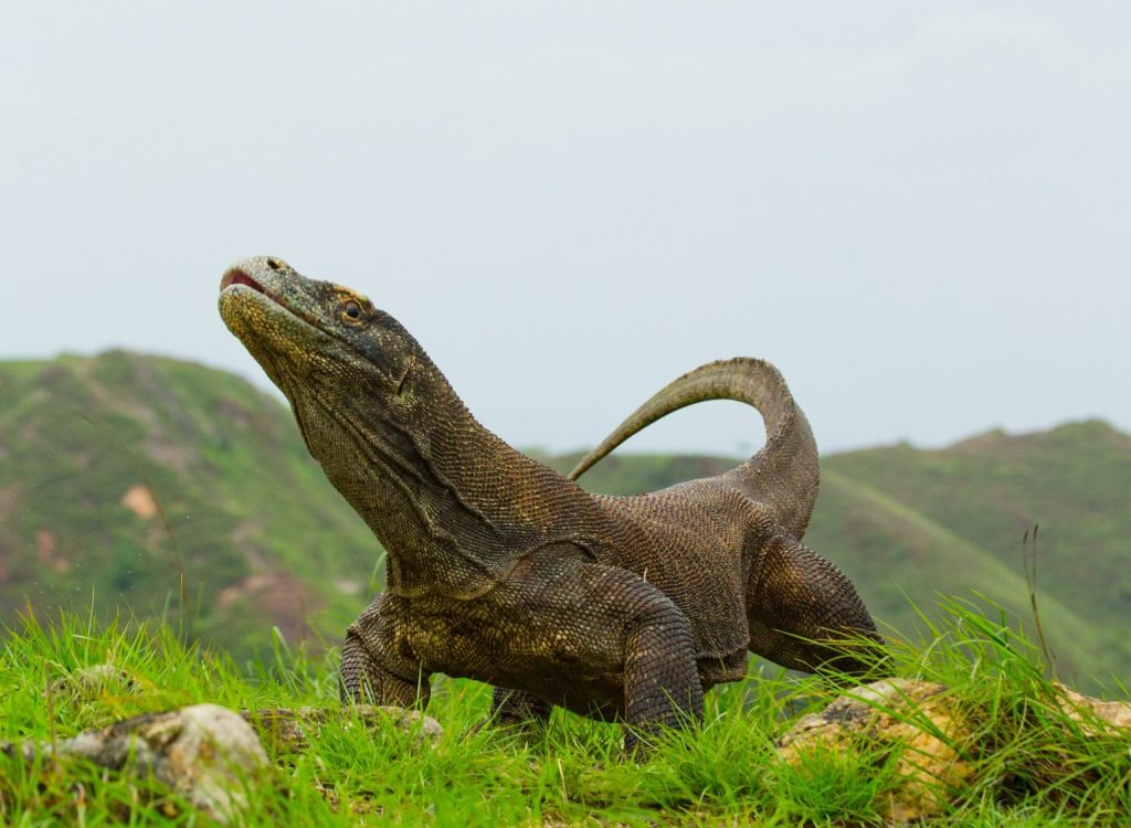 Komodo Boat Trip 2 Days 1 Night