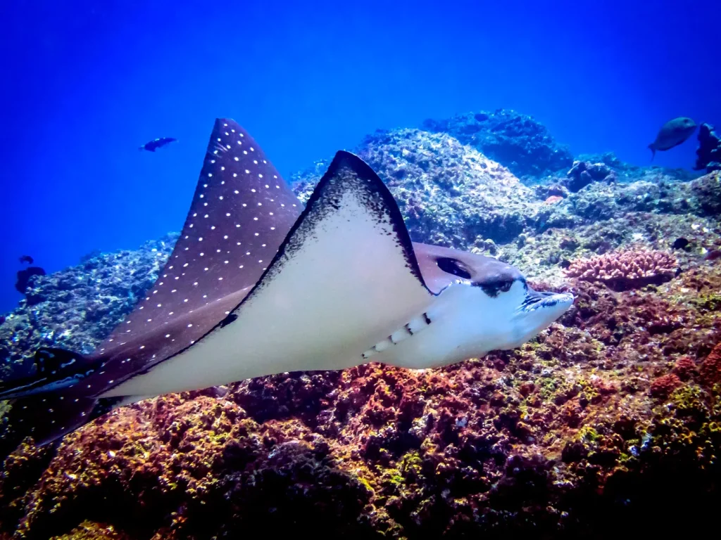 Manta Point Komodo
