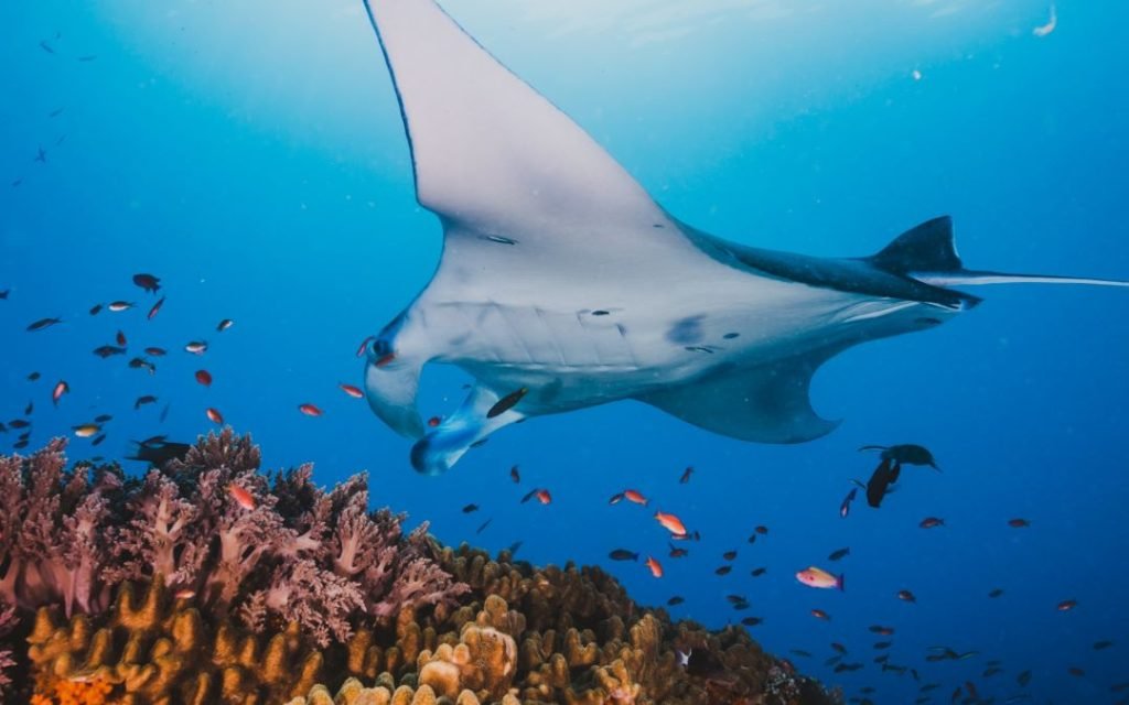 manta point komodo