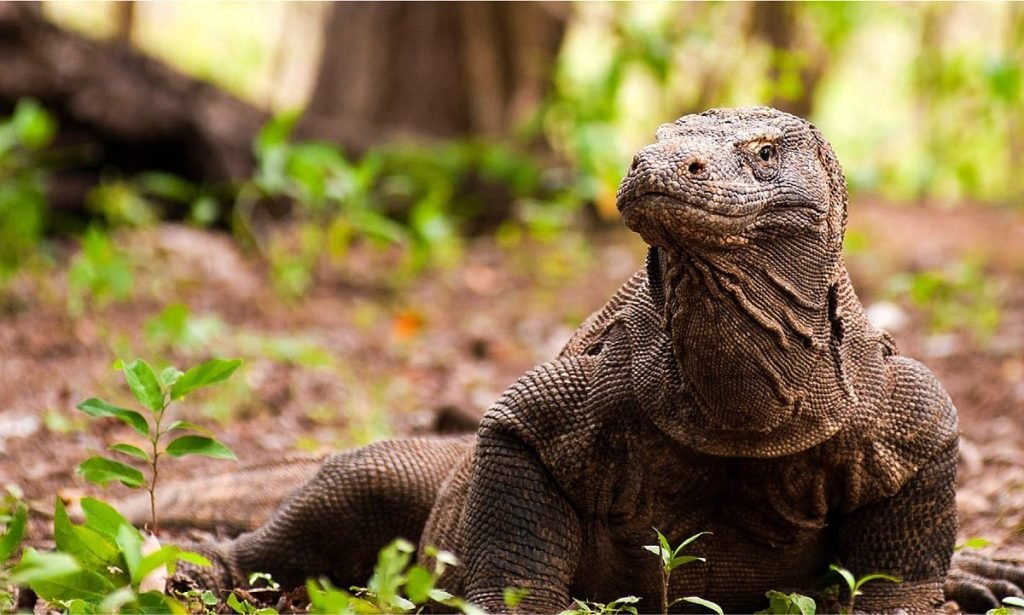 Komodo and Flores