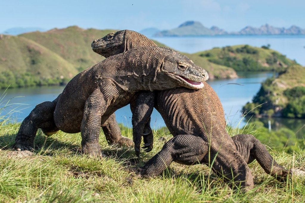 Komodo trip 2 days 1 night