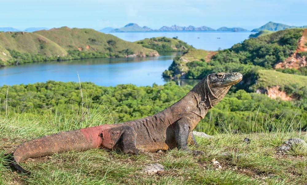 Labuan Bajo tour