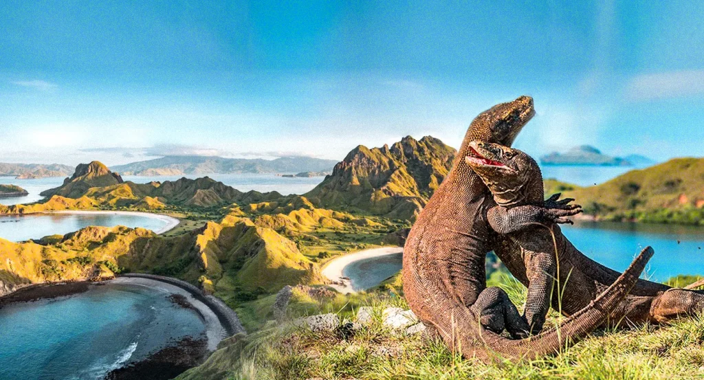 Tripadvisor Komodo Tour