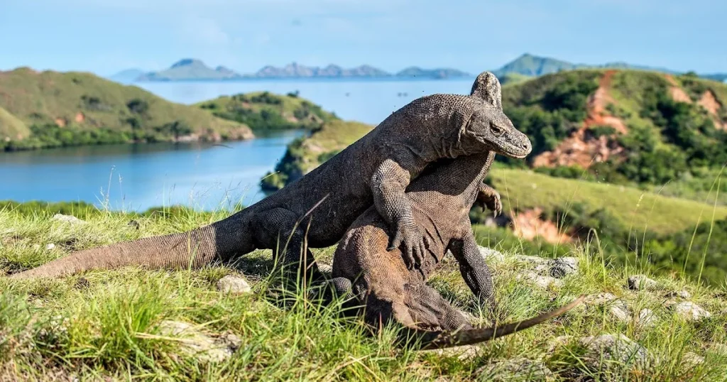 Tripadvisor Komodo Tour
