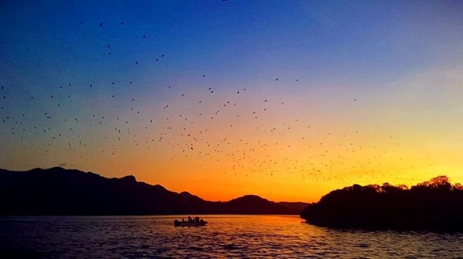 Kalong Island dimana