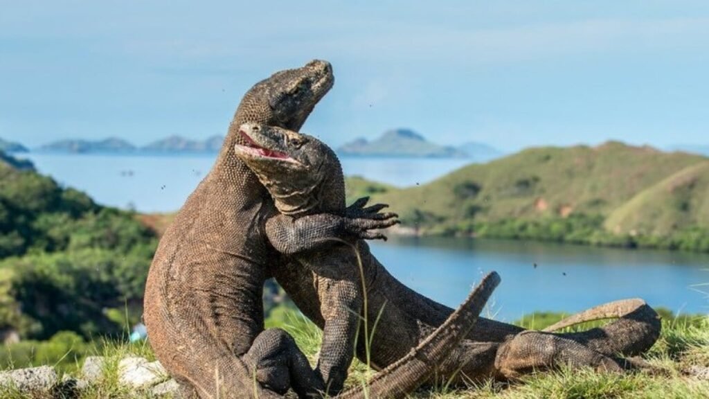 Komodo Island tour to Lombok