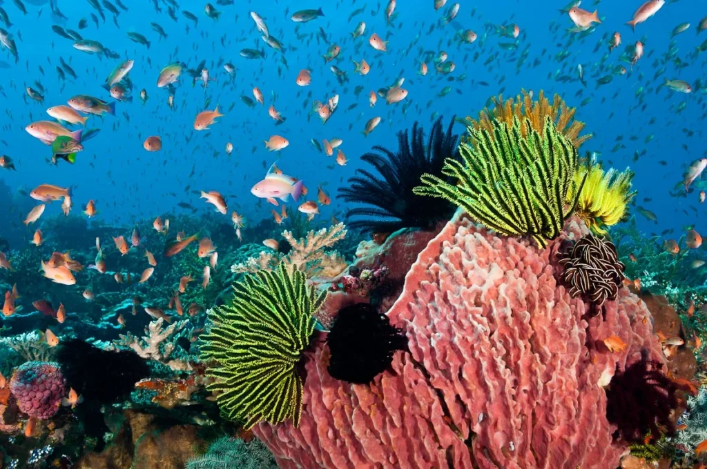 diving Komodo Island