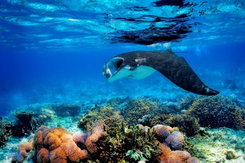 diving Komodo Island
