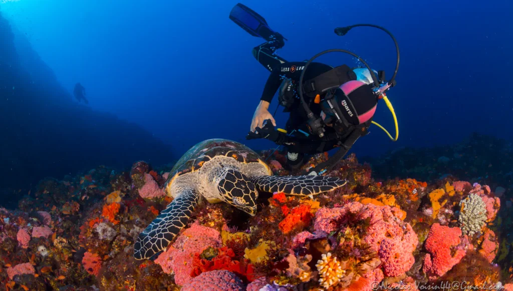 diving Komodo Island
