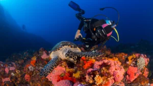 Komodo Dive Shops