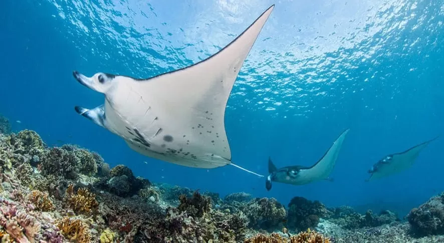 Manta Point Labuan Bajo