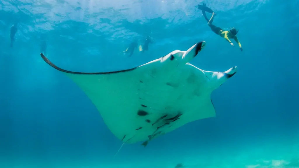 Manta Point Labuan Bajo