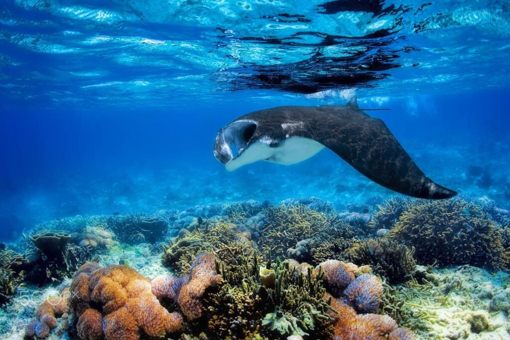 Manta Point Labuan Bajo
