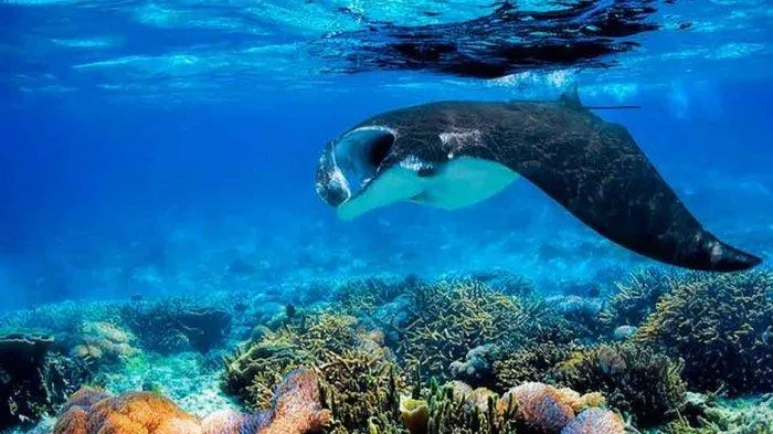 Manta Point Labuan Bajo