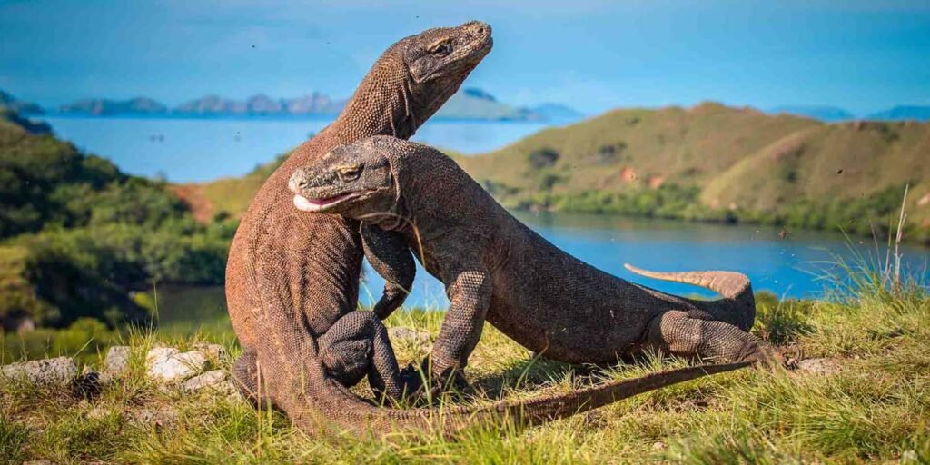 Komodo dragon tour Lombok