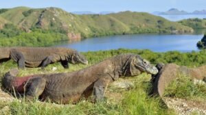 Komodo Island 2023