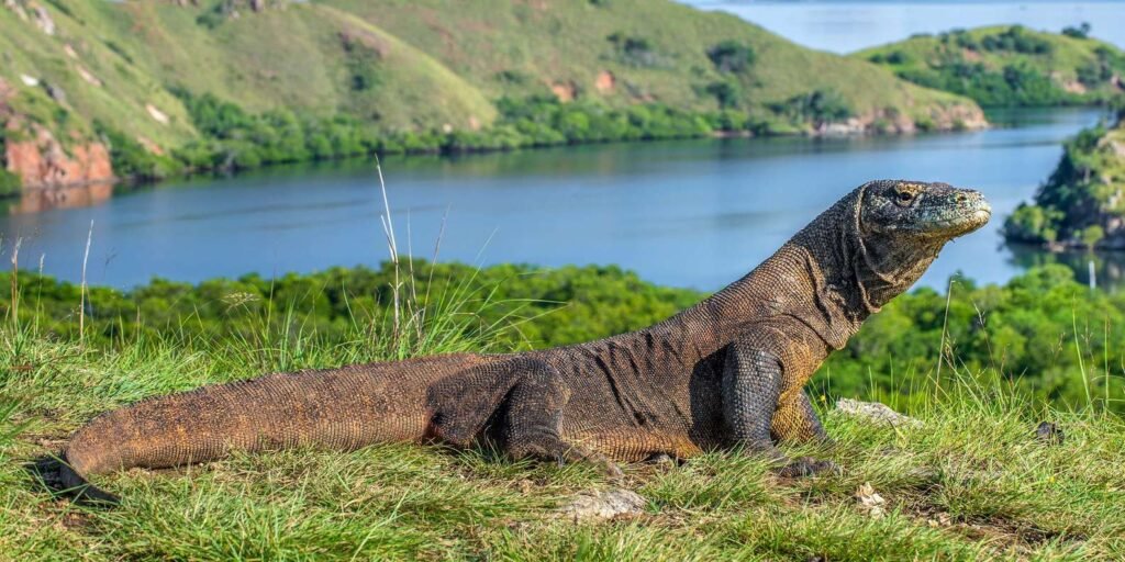 Komodo Island tour companies