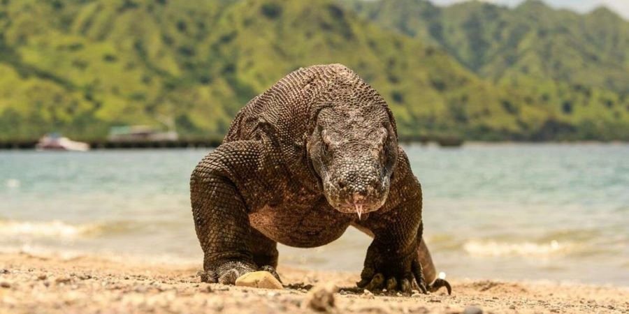 Where do komodo dragons live
