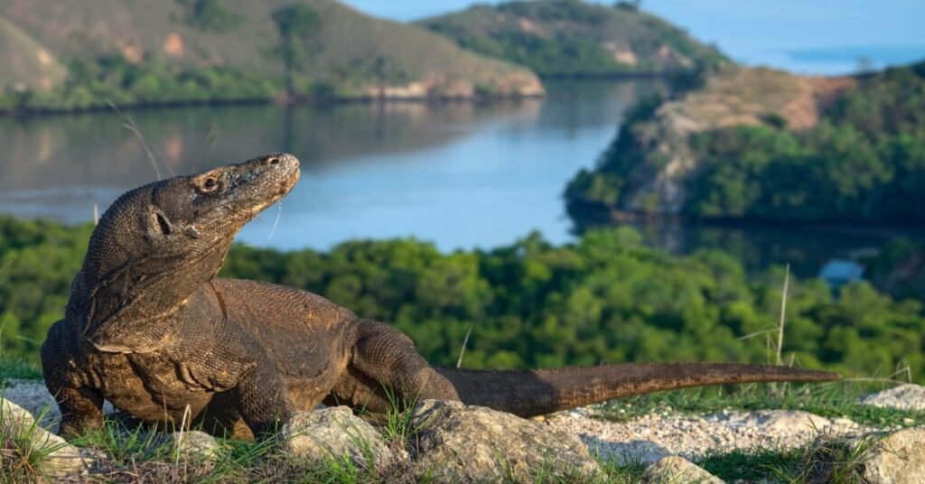 Where do komodo dragons live