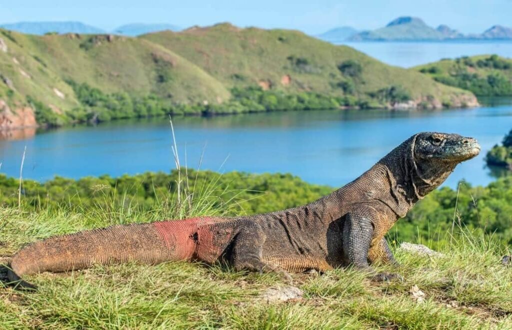 Where do komodo dragons live