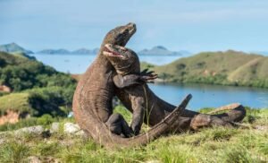 Where do komodo dragons live