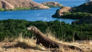 Komodo Island 1 day trip