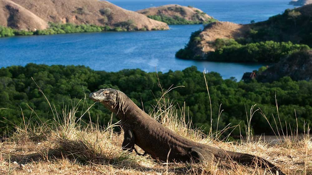 Komodo Island 1 day trip