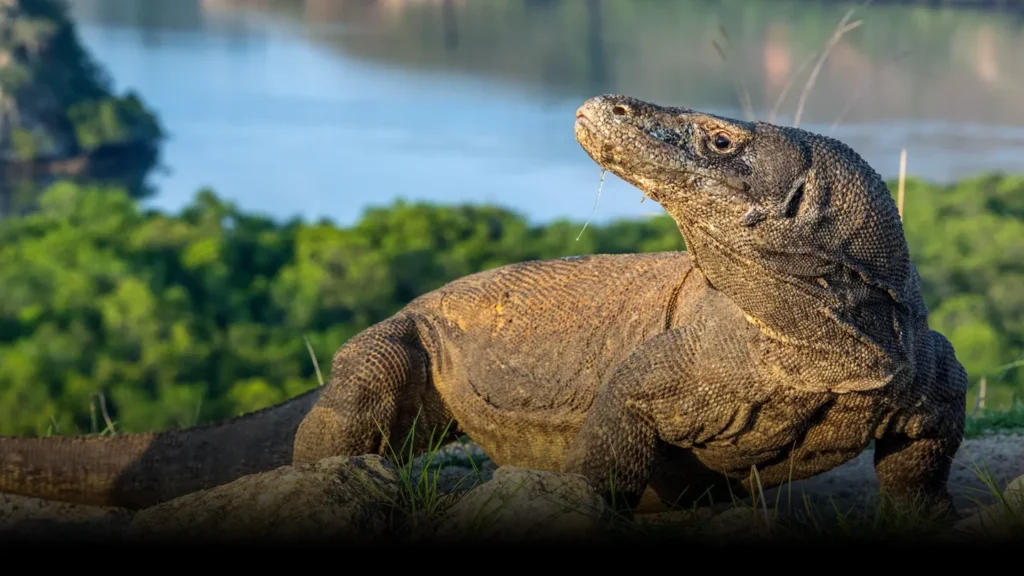 Komodo dragon enclosure requirements
