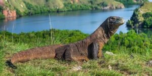 Komodo dragon enclosure requirements