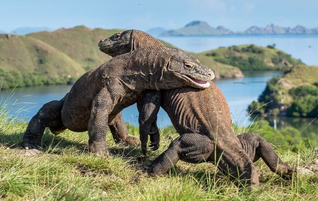 Komodo tour 2 nights
