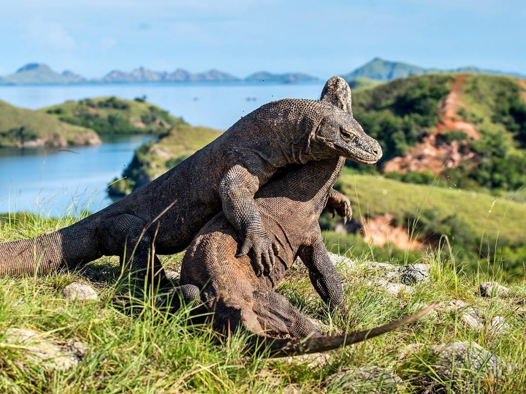 Komodo tour day