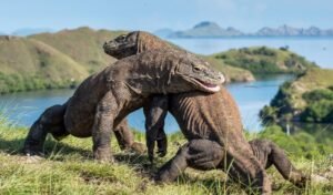 What is the meaning of komodo