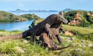 Komodo Island tour price