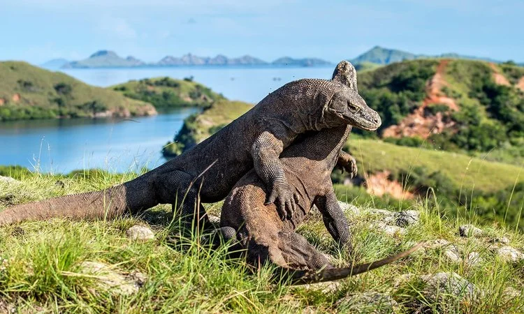Komodo Island tour price