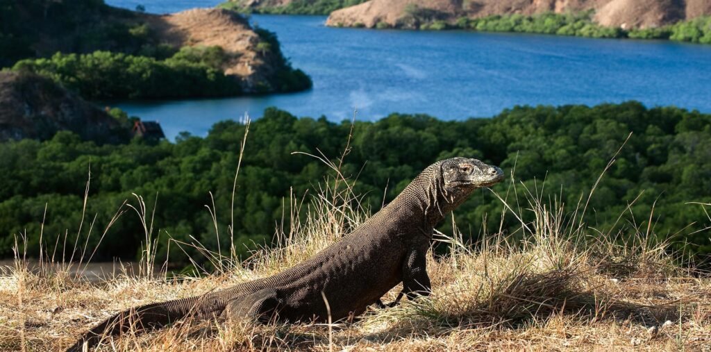 komodo habitat