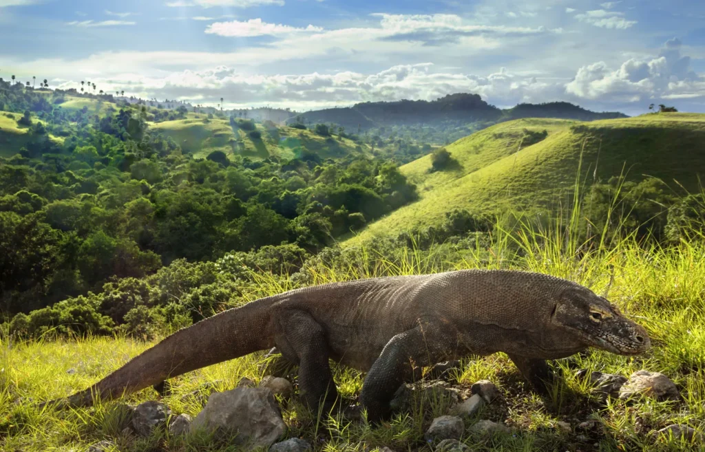 komodo habitat