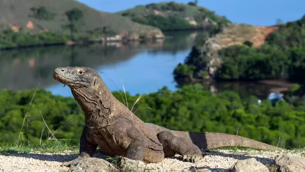 komodo habitat