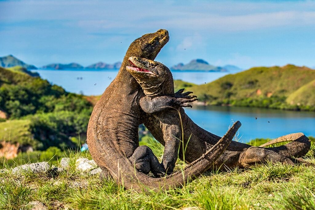 komodo habitat
