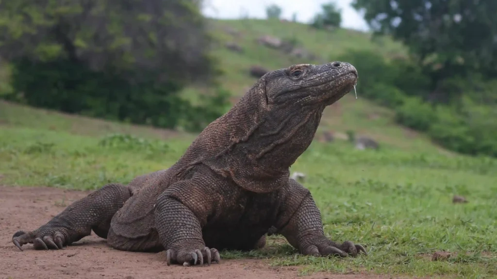 what is the meaning of komodo