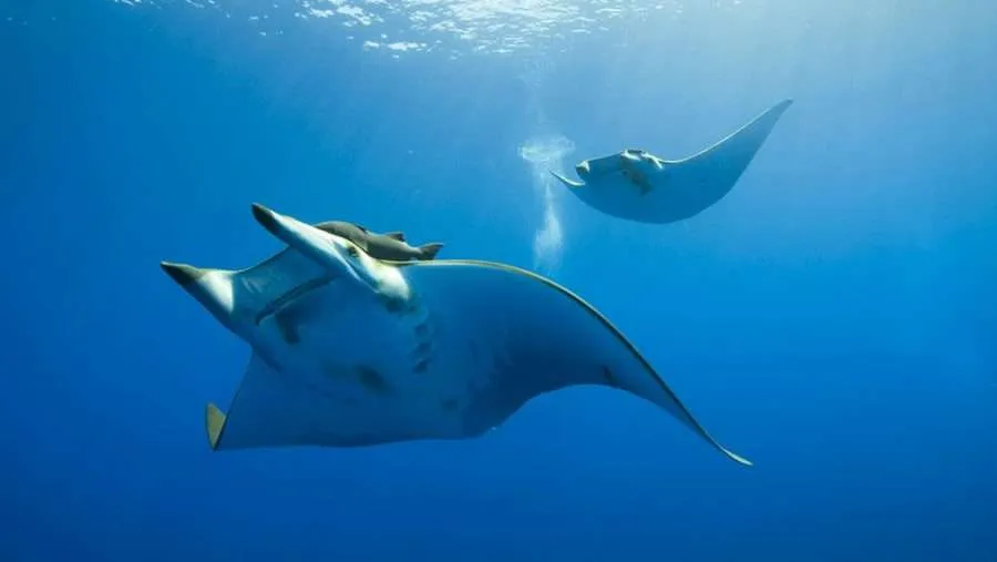 Komodo Island snorkeling tour