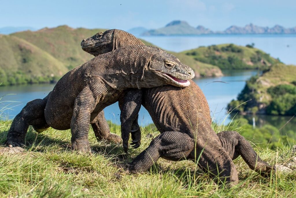 Komodo Island tour review