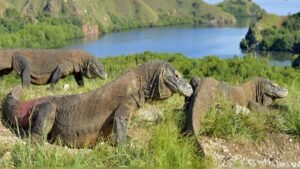 Komodo Island Visit